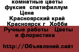 комнатные цветы: фуксия, спатифиллум › Цена ­ 50-350 - Красноярский край, Красноярск г. Хобби. Ручные работы » Цветы и флористика   